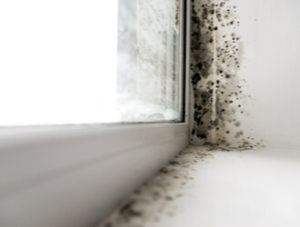 black toxic mold