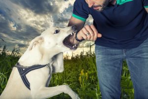 dog bite attorney fort lauderdale