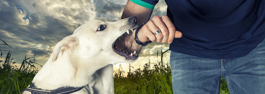 dog bite attorney fort lauderdale